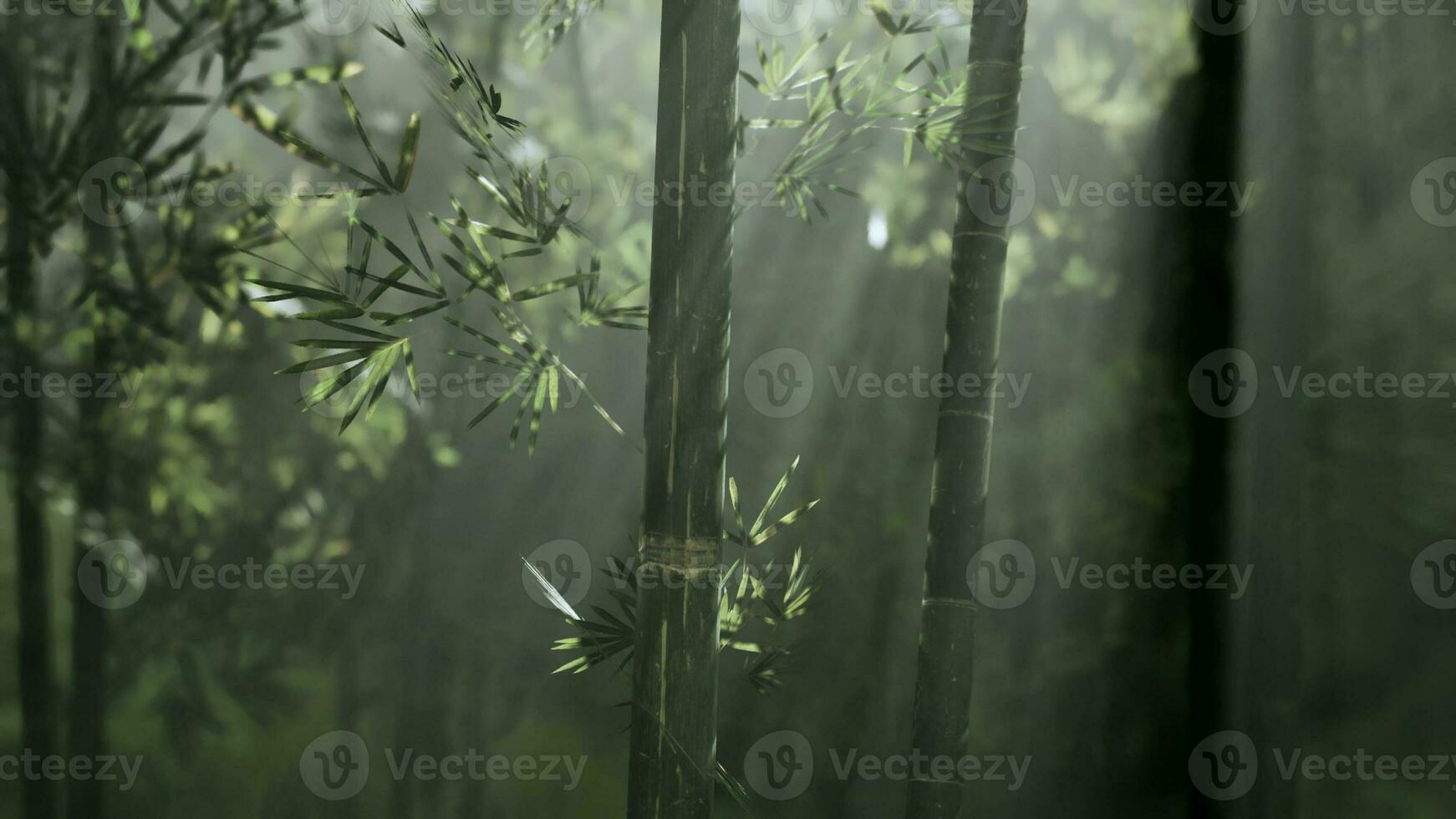 groen bamboe Woud in de ochtend- zonlicht foto