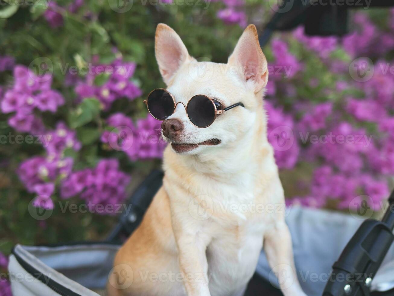 gelukkig bruin kort haar- chihuahua hond vervelend zonnebril, staand in huisdier wandelwagen in de park met Purper bloemen achtergrond. foto