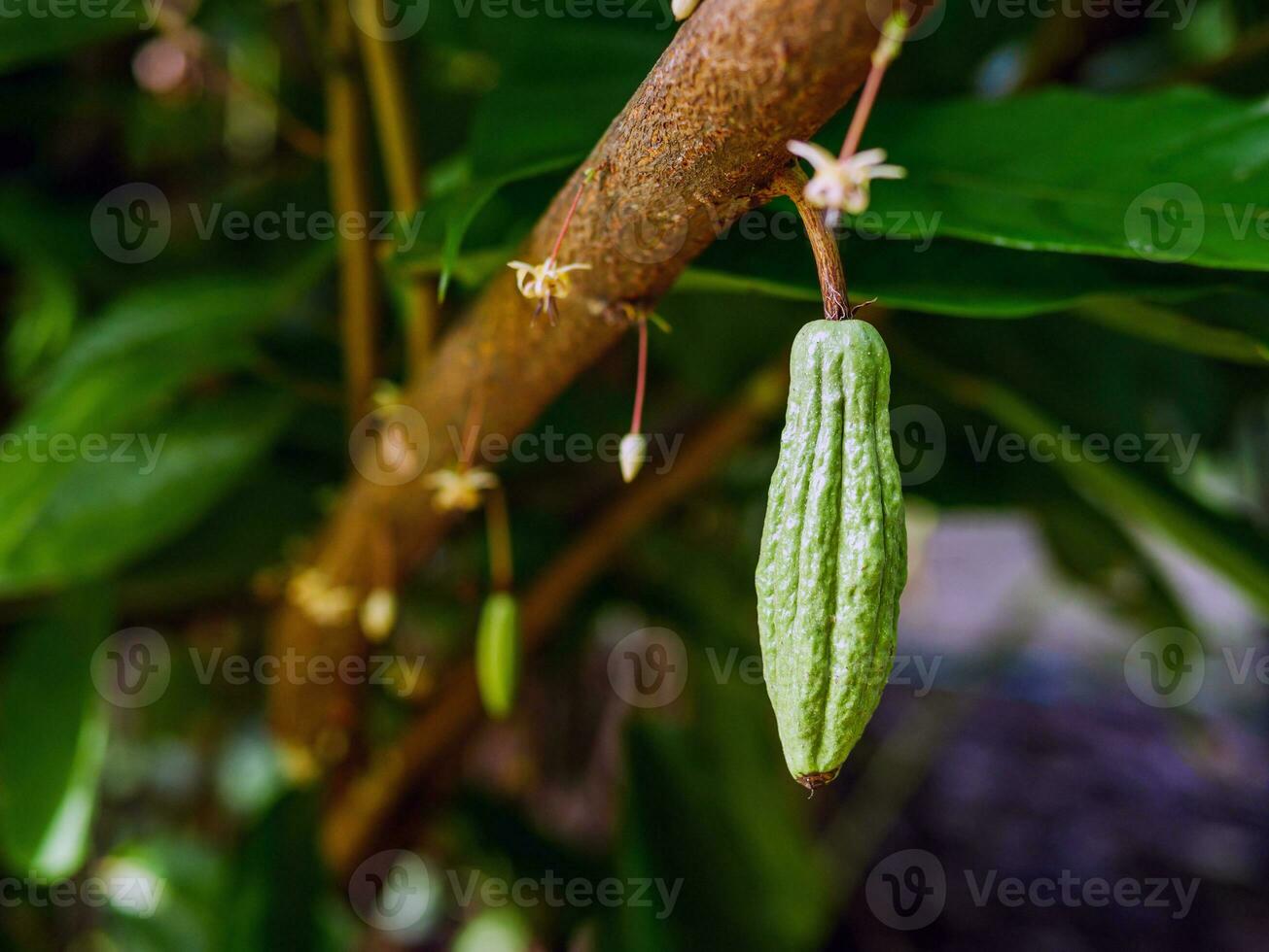 groen klein cacao peulen Afdeling met jong fruit en bloeiend cacao bloemen toenemen Aan bomen. de cacao boom theobroma cacao met fruit, rauw cacao boom fabriek fruit plantage foto