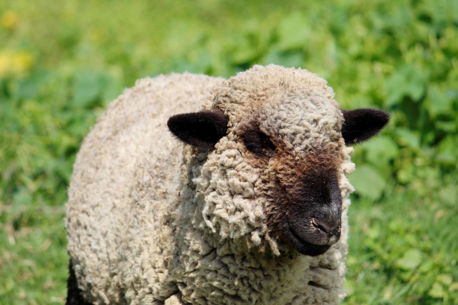 gedomesticeerde schapen in het groeiseizoen voor verkoop en consumptie van vee, het fokken van boerderijdieren voor verkoop en consumptie foto