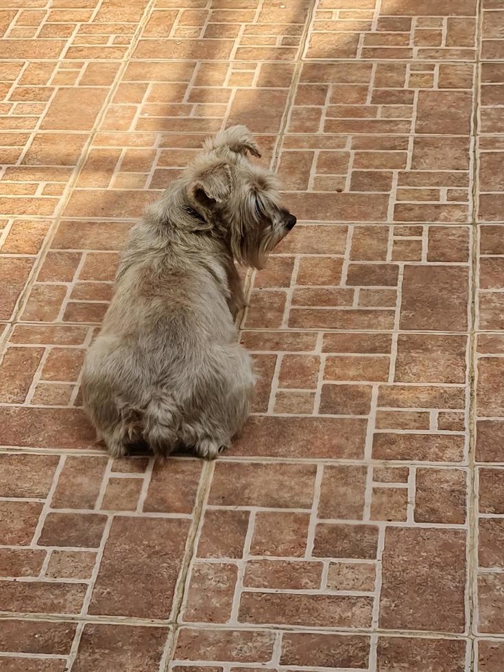 grijsharige schnauzer hond rust in een tuin foto