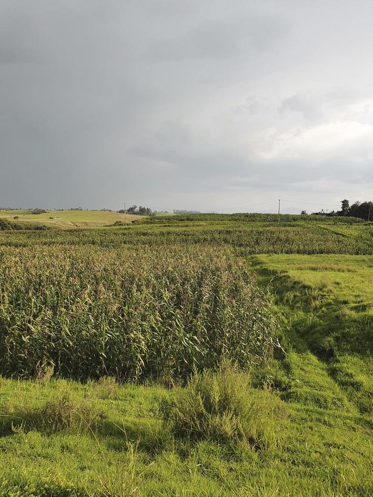 maïsteeltgebied op een bewolkte dag tijdens de zomer, landbouwindustrie in landelijke gebieden van mexico foto