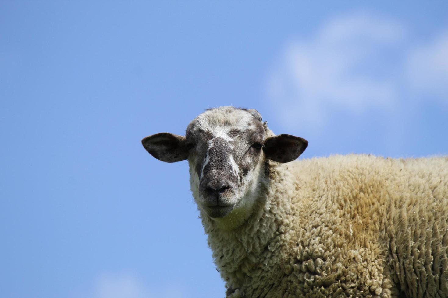 gedomesticeerde schapen in het groeiseizoen voor verkoop en consumptie van vee, het fokken van boerderijdieren voor verkoop en consumptie foto