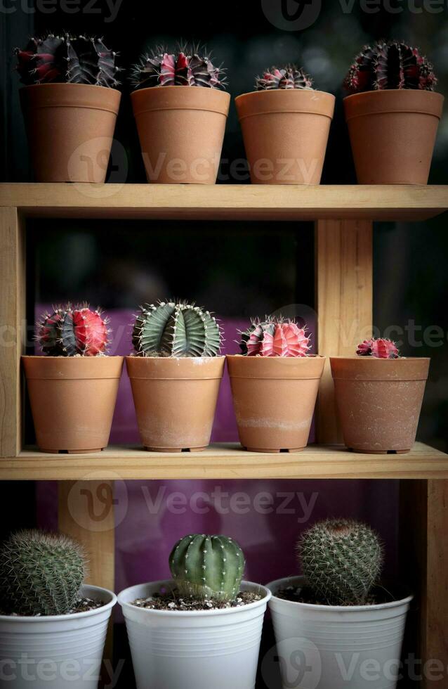 stack van cactus pot Aan houten plank foto