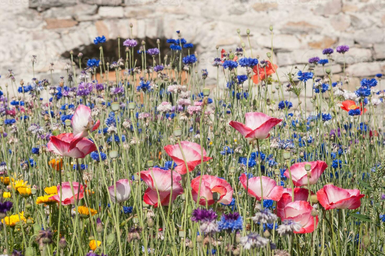 bloemen in vallorcine in haute savoie ,Frankrijk foto