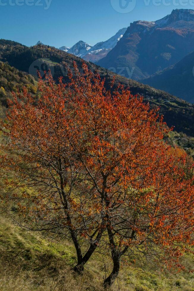 herfst in Zwitsers Alpen foto