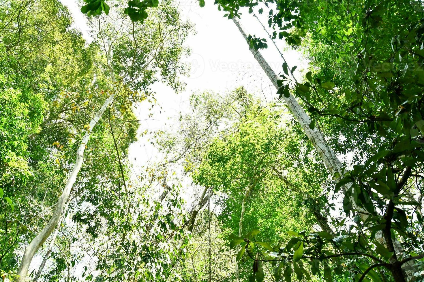 een visie van de luifel van een tropisch Woud foto
