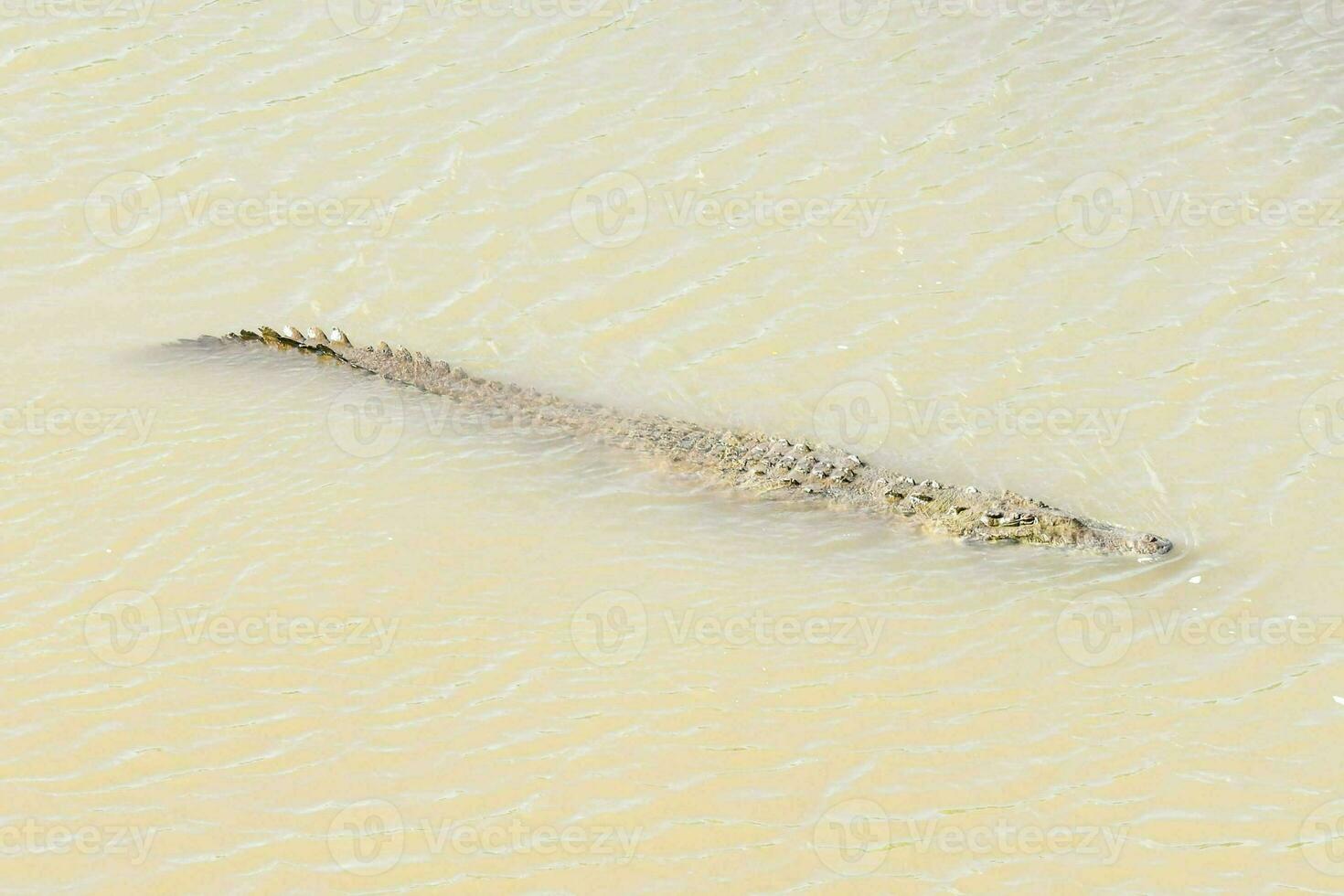 een krokodil zwemmen in Ondiep water foto