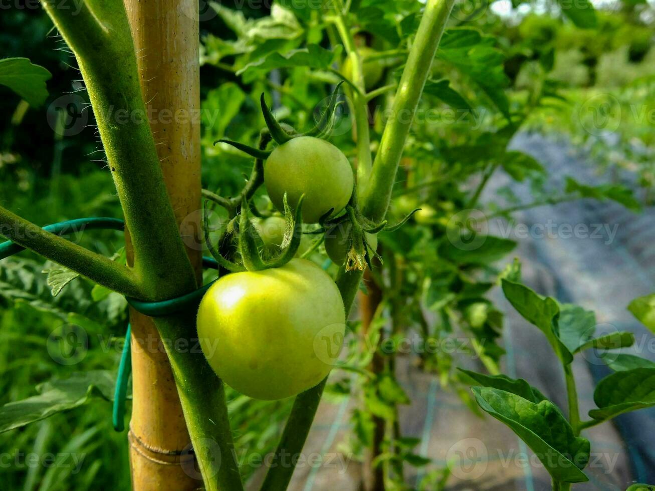 groen tomaten groeit Aan een fabriek in een tuin foto