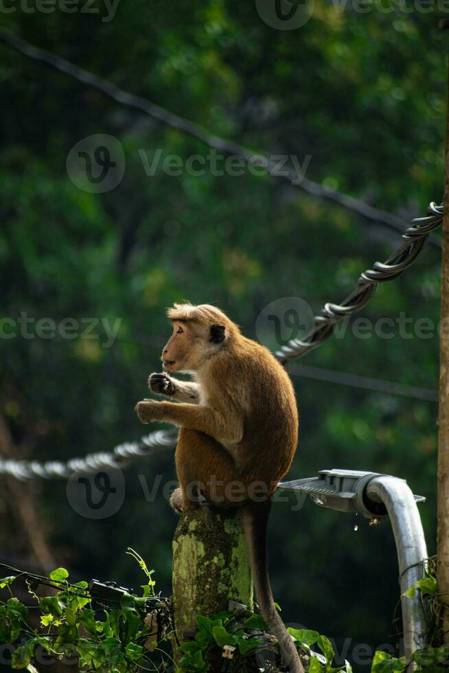 afbeelding van de toque makaak is een roodachtig bruin gekleurd oud wereld aap endemisch naar sri lanka foto