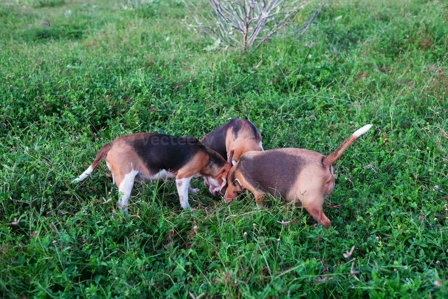 een bende van brak honden Speel in de groen gras in de boerderij in de avond. foto