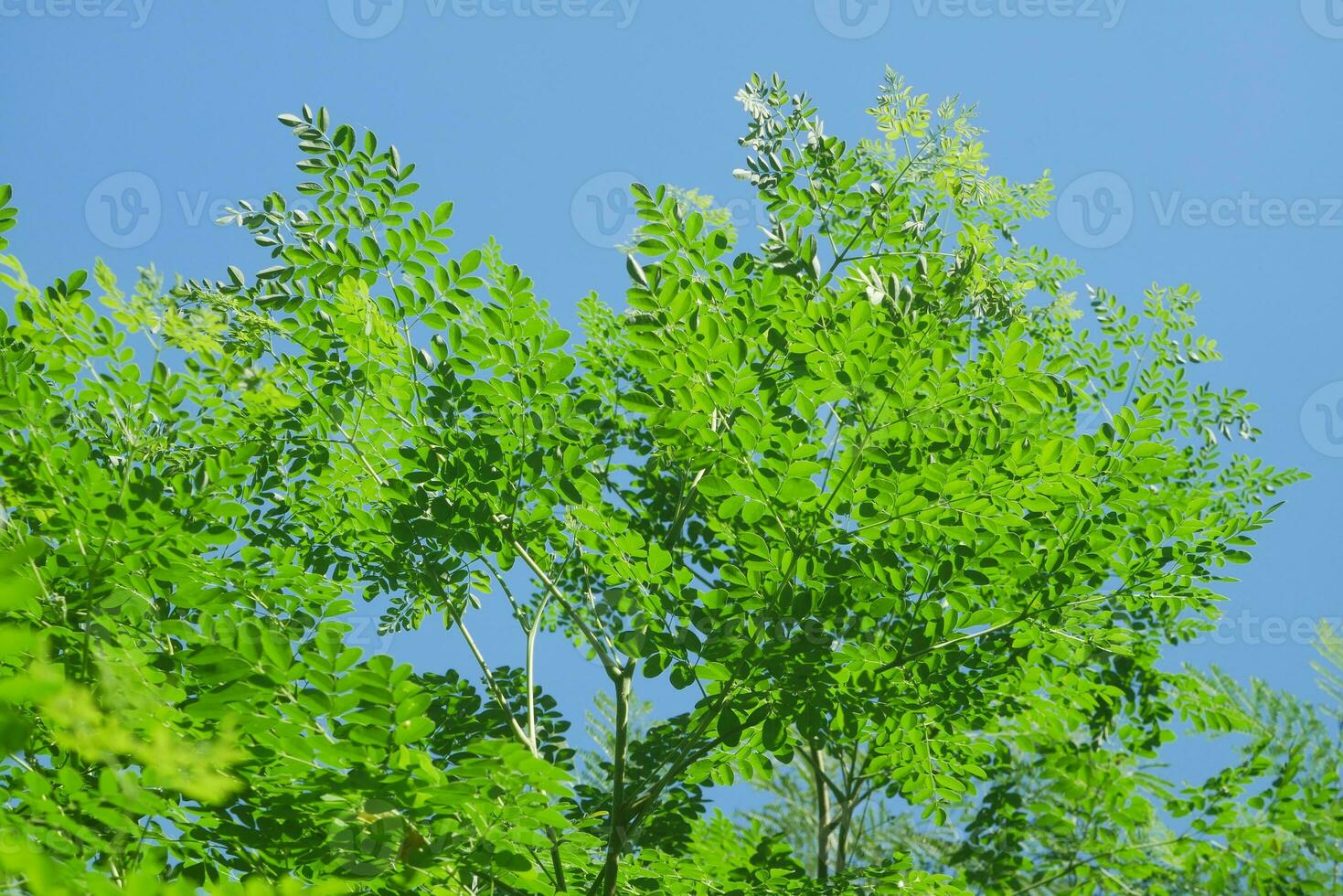 moringa oleifera, moringa bladeren, mooi moringa bladeren Aan de boom.macro selectief focus met natuurlijk achtergrond. foto