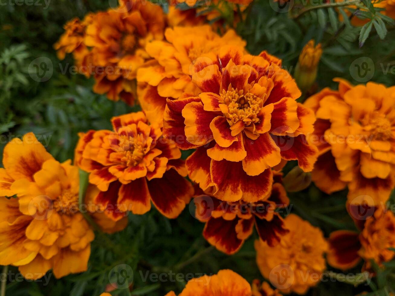 oranje en rood bloemen zijn bloeiend in de tuin foto