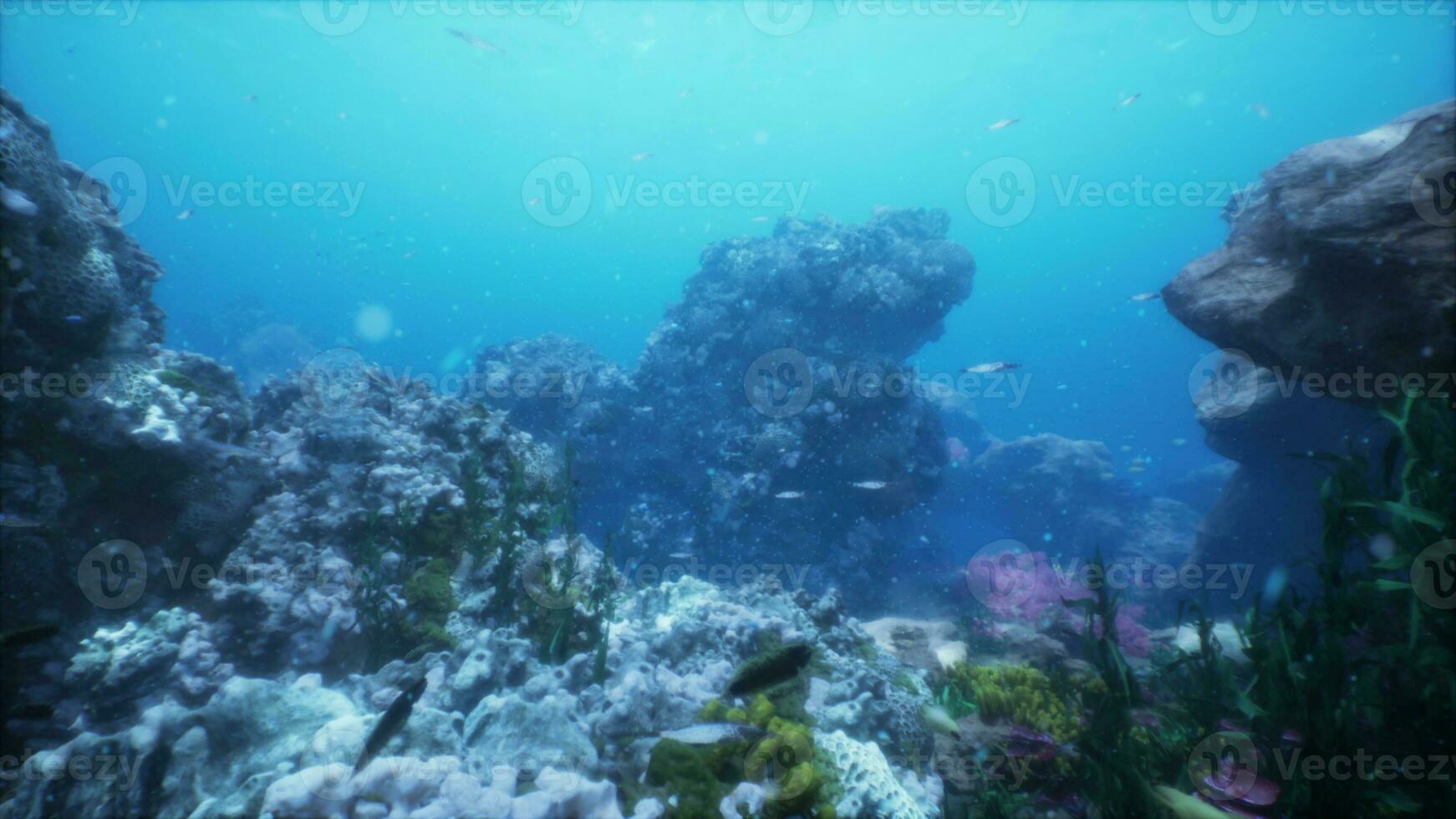 onderwater- koraal rif landschap in de diep blauw oceaan met kleurrijk vis foto