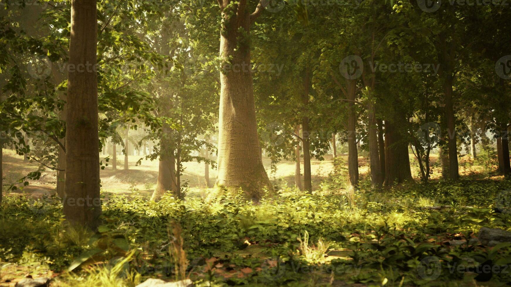 een dicht en levendig Woud gevulde met torenhoog bomen en weelderig groen gebladerte foto