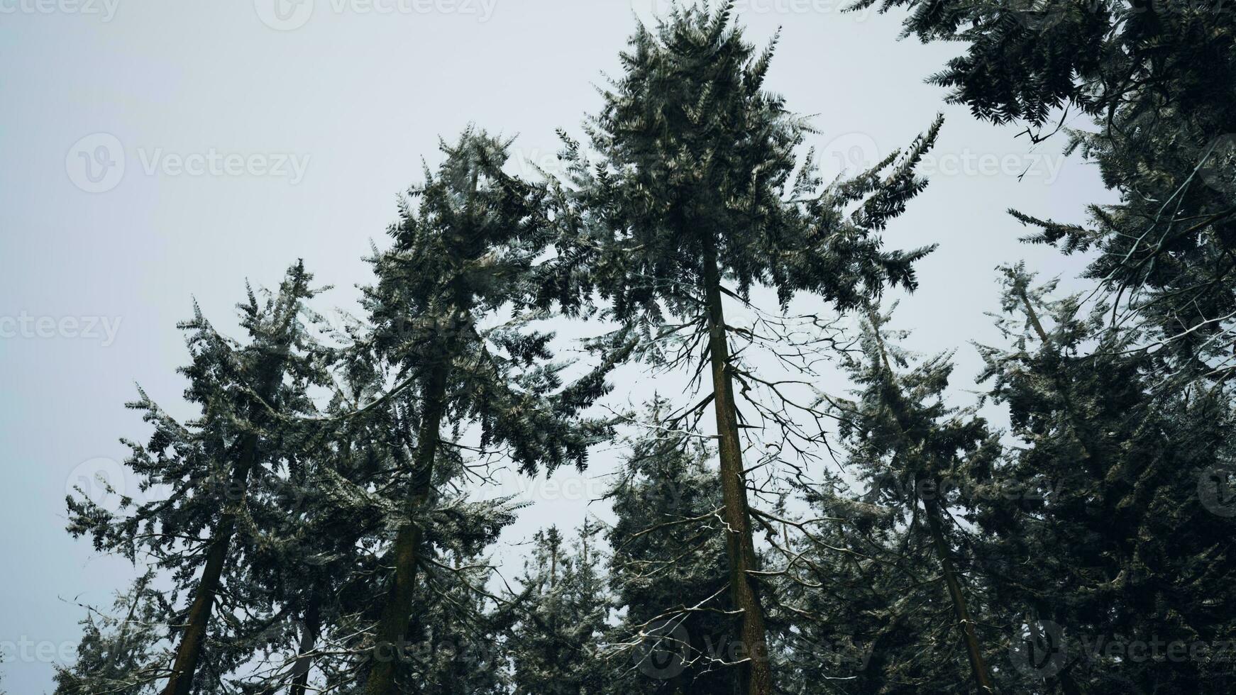 winter pijnboom boom Woud met sneeuw Aan bomen foto