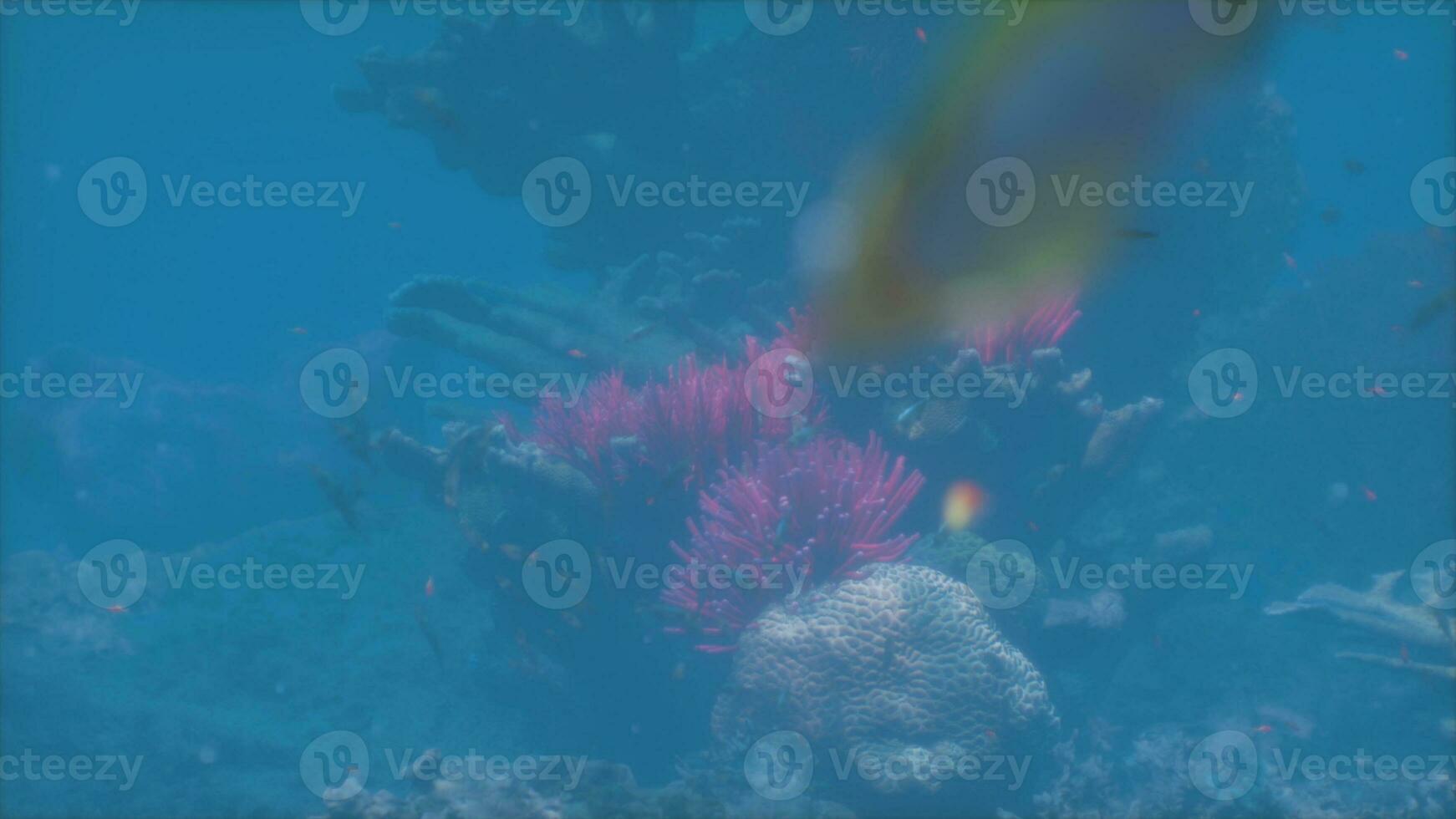 een koraal en een vis in de water foto