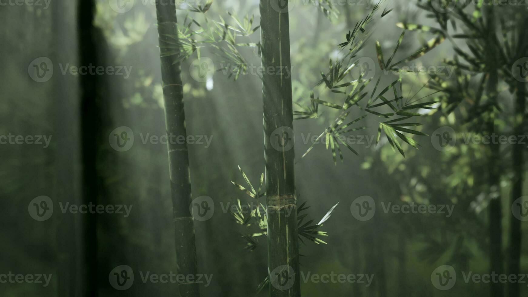 Lanscape van bamboe boom in tropisch regenwoud foto