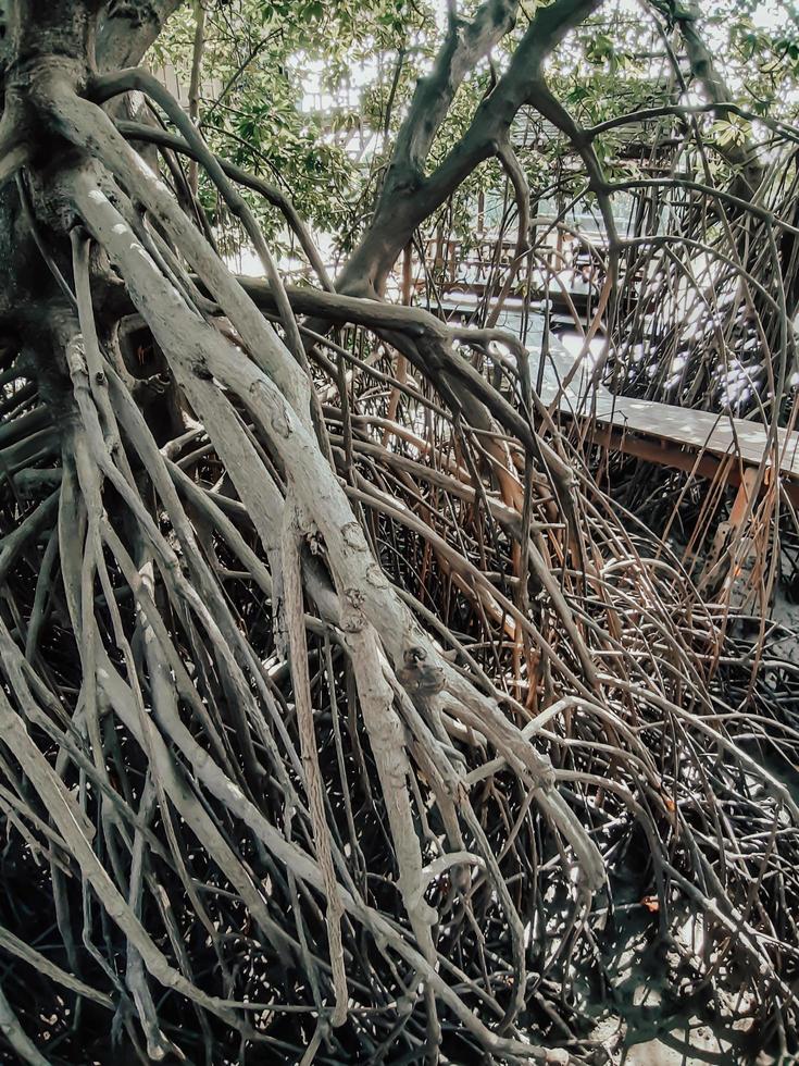 close up van lange mangrove boomwortels. het mangrovebos bij samut prakan, thailand foto