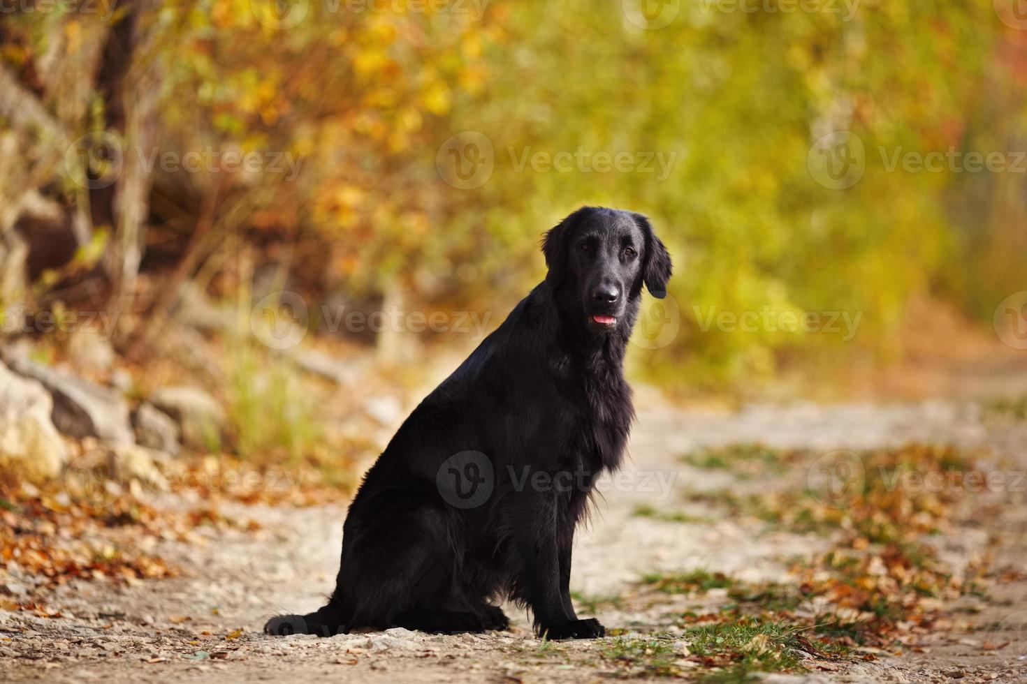 retriever zittend op de achtergrond van herfstbladeren foto