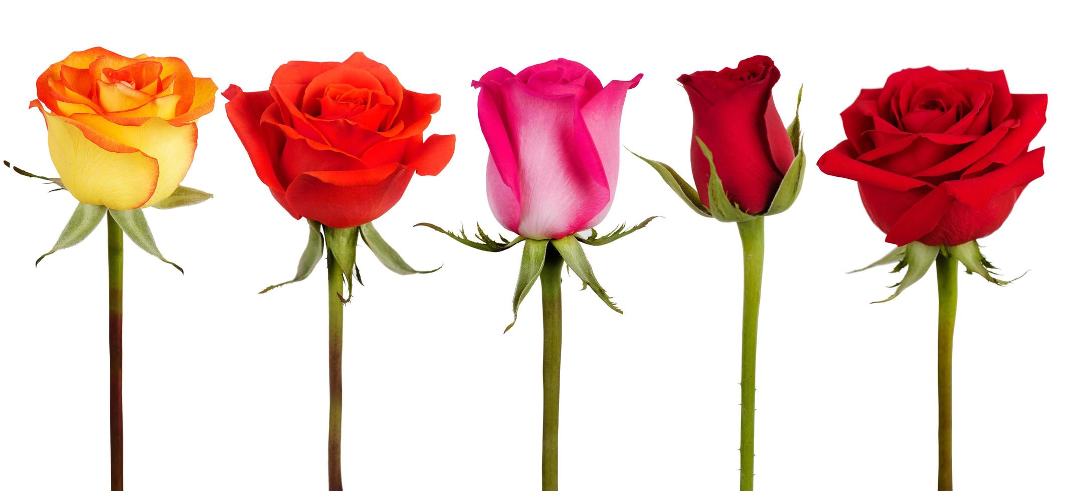vijf rozen van verschillende kleuren foto