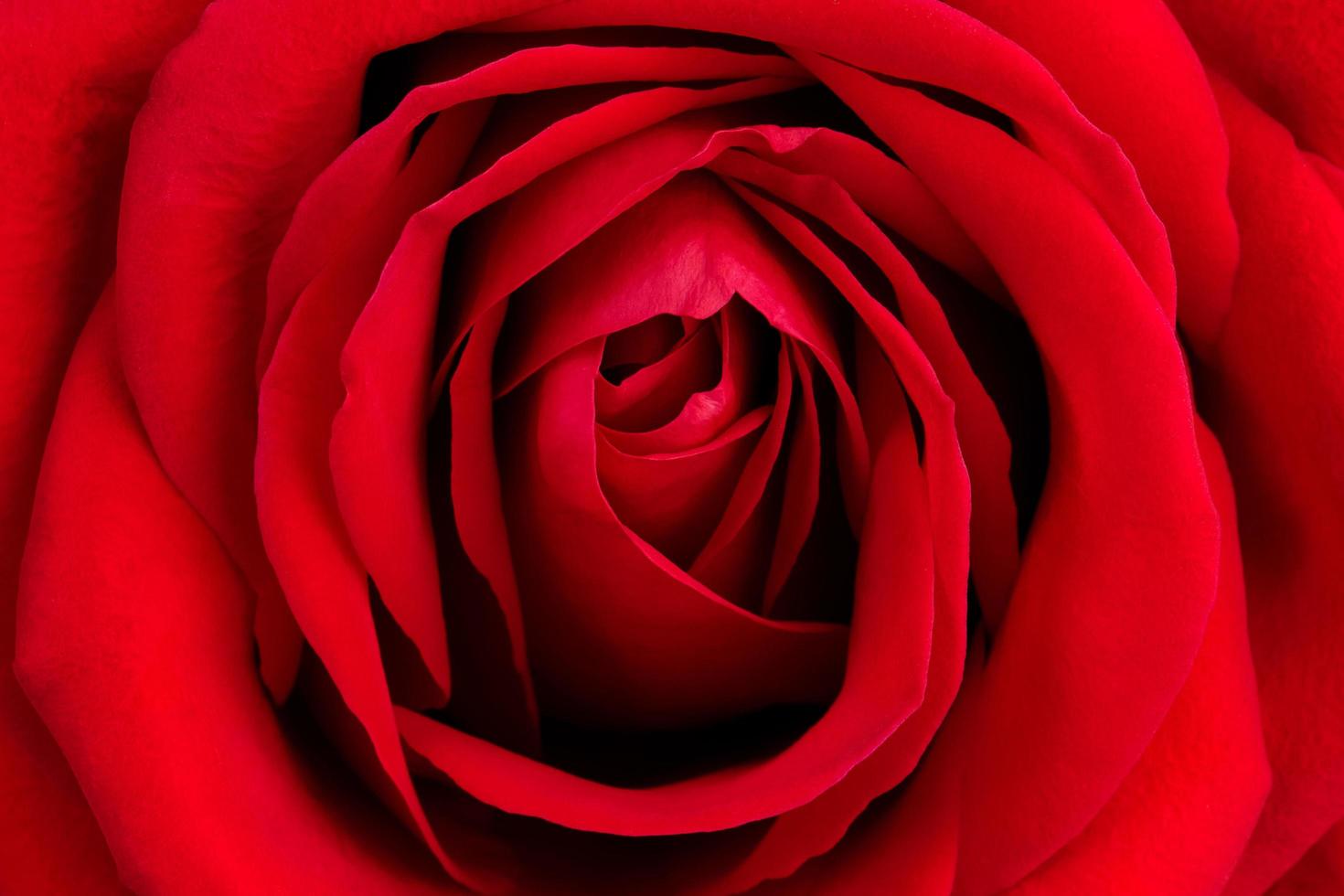 achtergrond van verse rode roos foto
