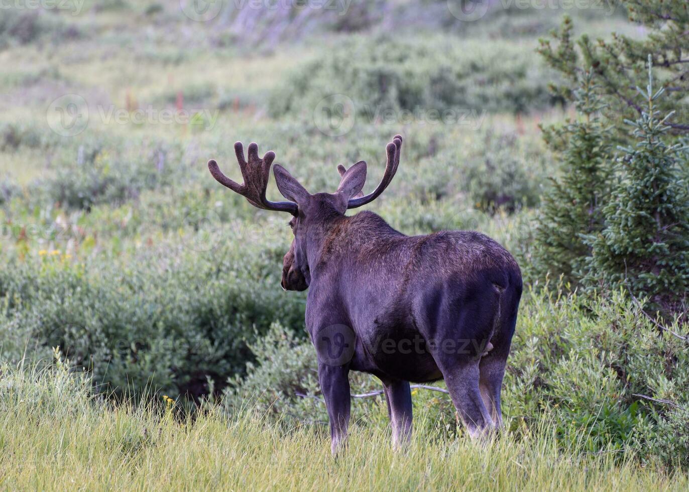 shiras stier eland in de Colorado Rocky Mountains foto