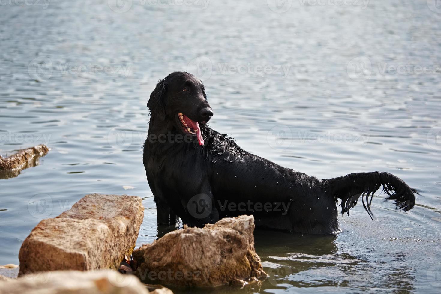 natte zwarte retriever aan de waterkant foto