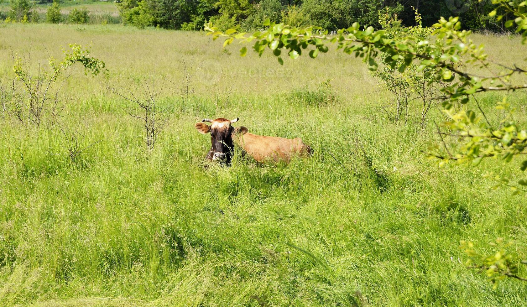 mooie grote melkkoe graast op groene weide foto