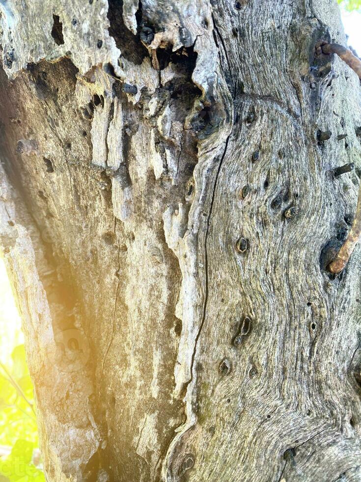 dichtbij omhoog visie van boom schors in natuur foto