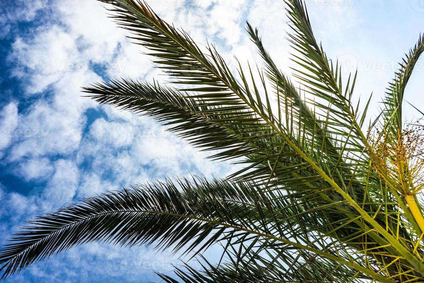 palmbladeren als natuurlijke achtergrond foto