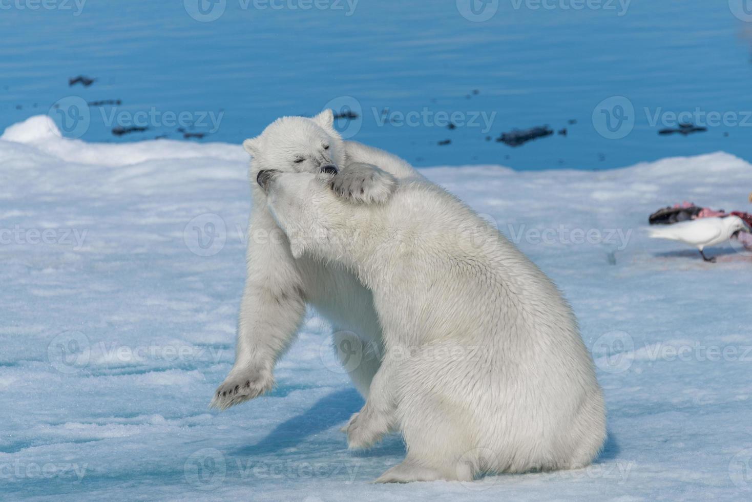 twee jonge wilde ijsbeerwelpen spelen op pakijs in de arctische zee, ten noorden van svalbard foto