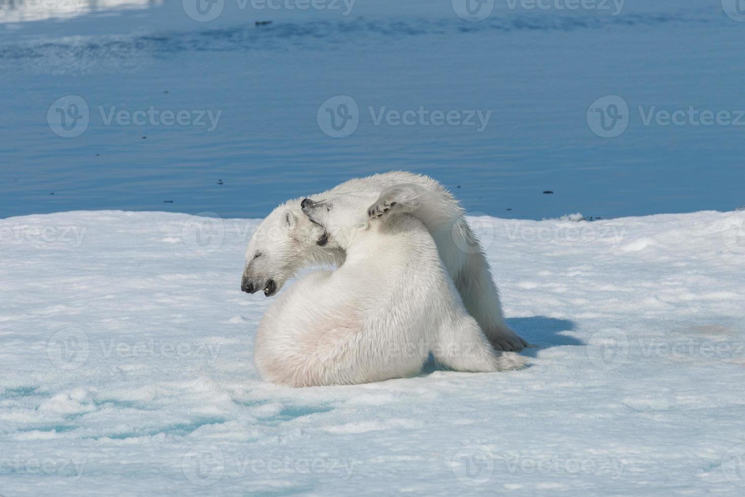 twee jonge wilde ijsbeerwelpen spelen op pakijs in de arctische zee, ten noorden van svalbard foto