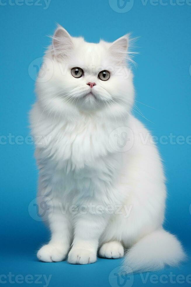 ai gegenereerd wit Perzisch top neus- kat met lang haar- zittend Aan een blauw achtergrond foto