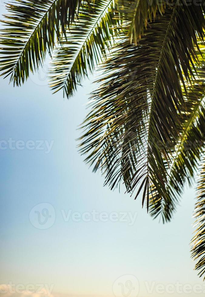 palmbladeren als natuurlijke achtergrond foto