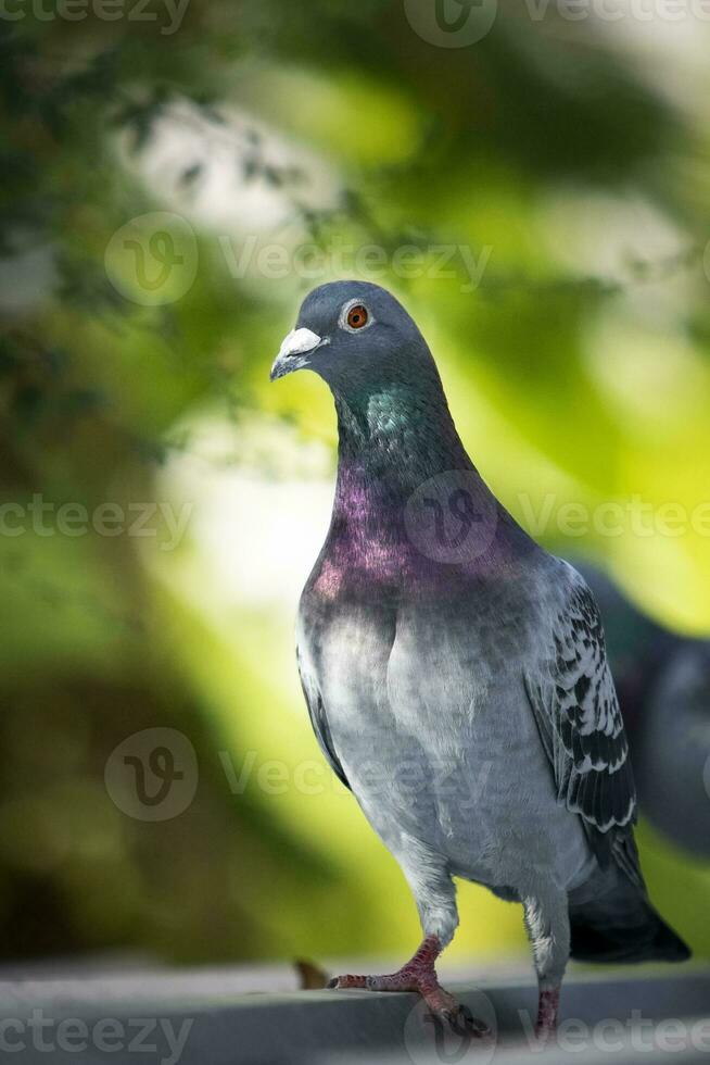 portret van homing duif vogel in groen park foto