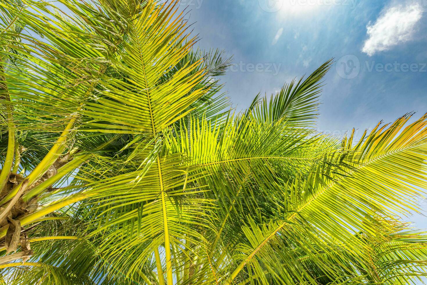 perfect zomertijd vakantie behang. blauw zonnig lucht en kokosnoot palm bomen visie van onderstaand, wijnoogst stijl, tropisch strand en exotisch zomer achtergrond, reizen concept. verbazingwekkend natuur strand paradijs foto