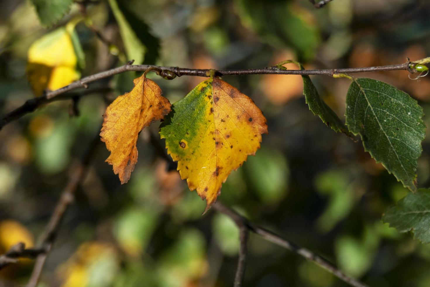 berkenbladeren veranderen van kleur in de herfst foto