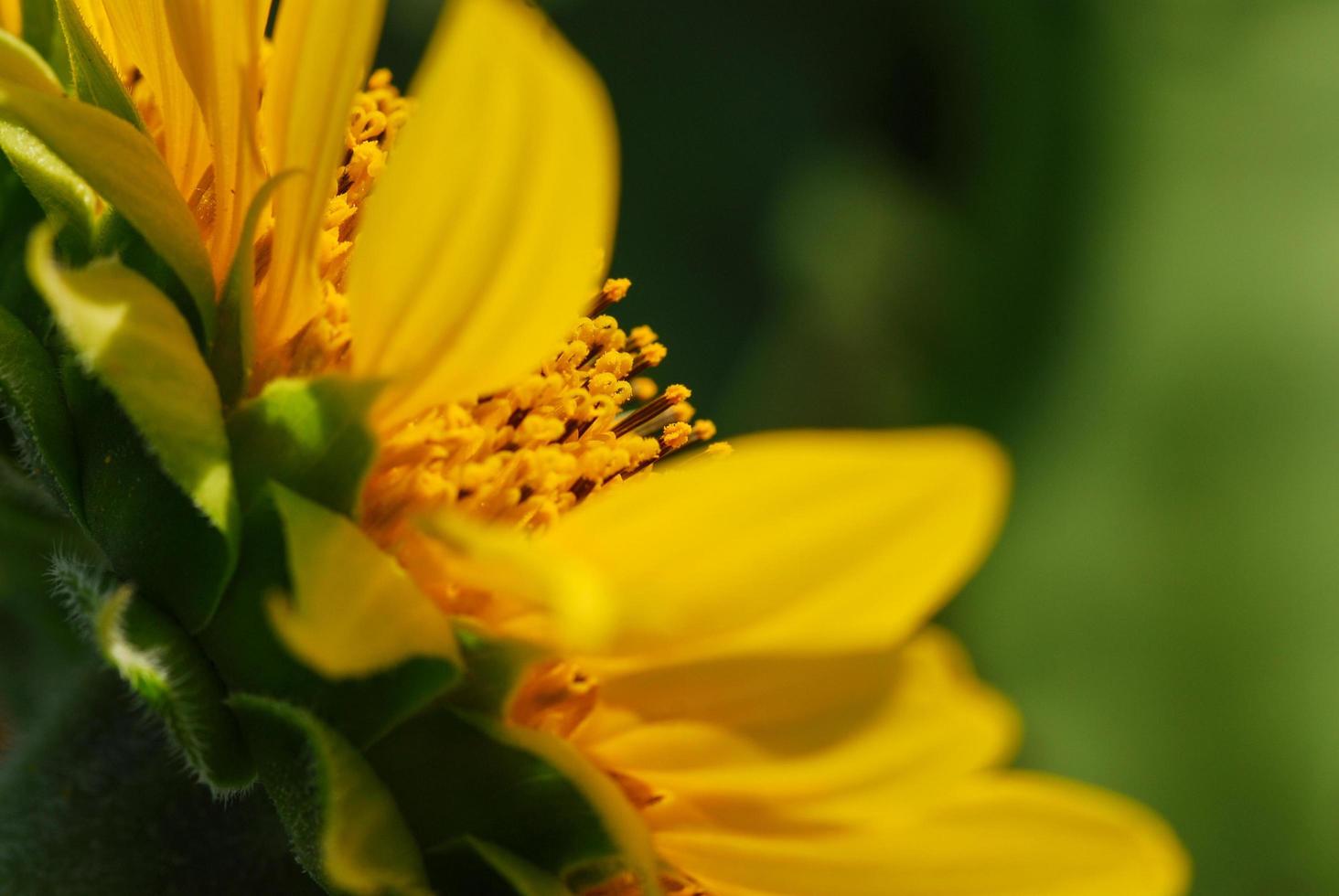 grote zonnebloem in de tuin foto