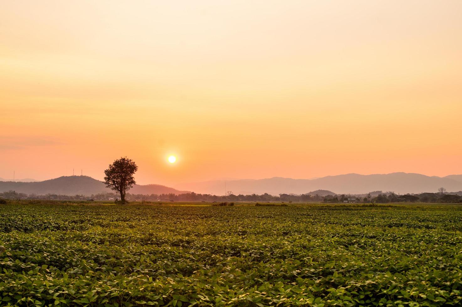 zonsondergang in de tuin natuurlijke achtergrond foto