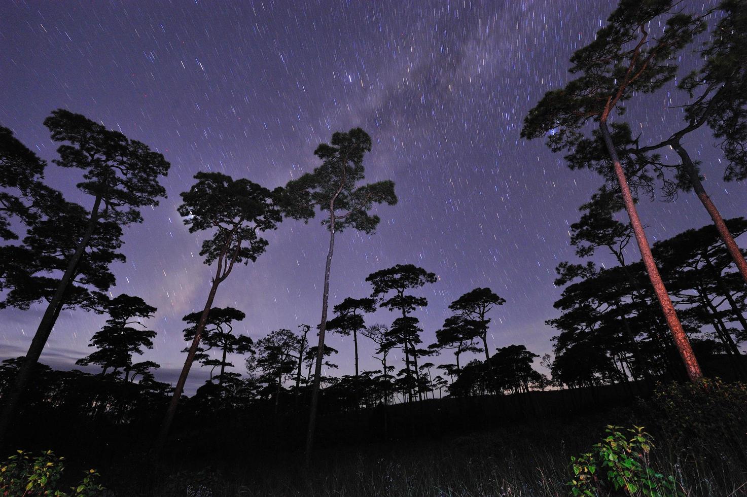 prachtige nachtelijke hemel vol sterren in het dennenbos phu soi dao nationaal park uttaradit provincie thailand foto