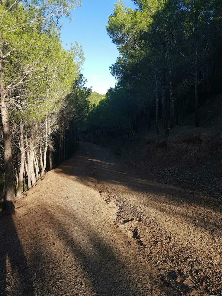 bodem weg kronkelend door een weelderig Woud foto