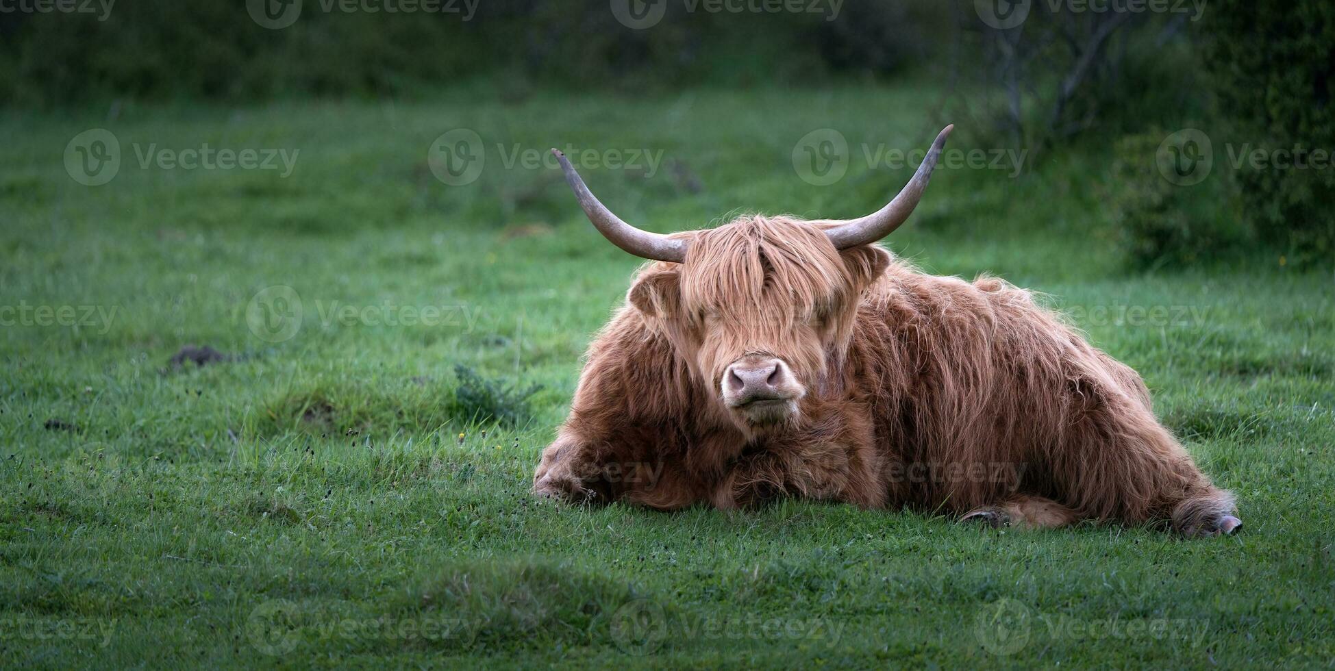 groot koe met hoorns ontspant Aan de veld- foto