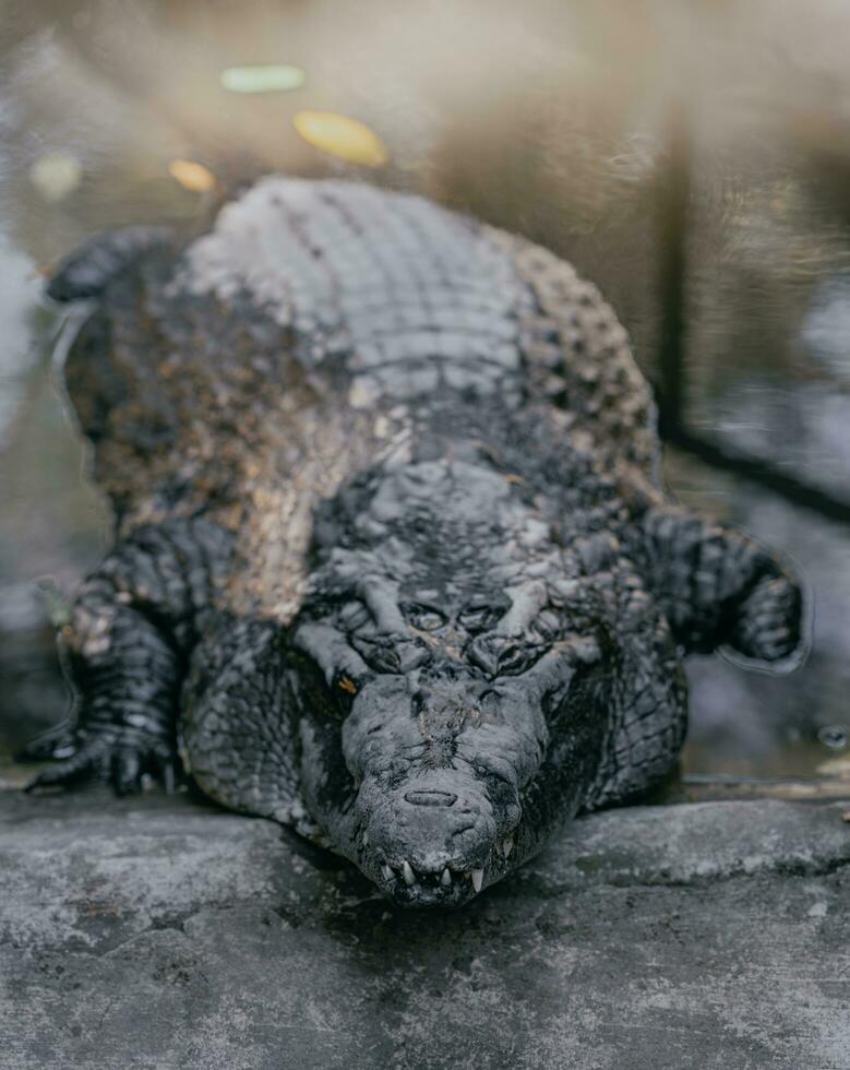 dichtbij omhoog foto van een krokodil van de voorkant Aan de rand van de zwembad.