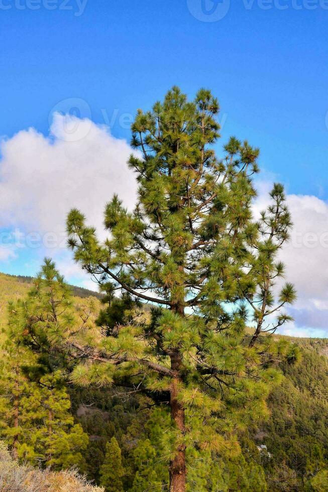 een pijnboom boom in de bergen met een blauw lucht foto