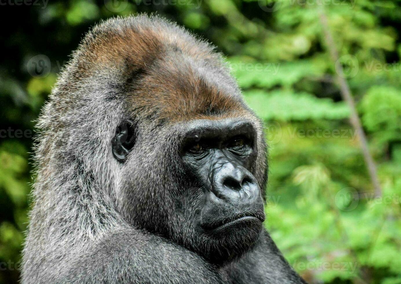 portret van een gorilla in de Woud foto