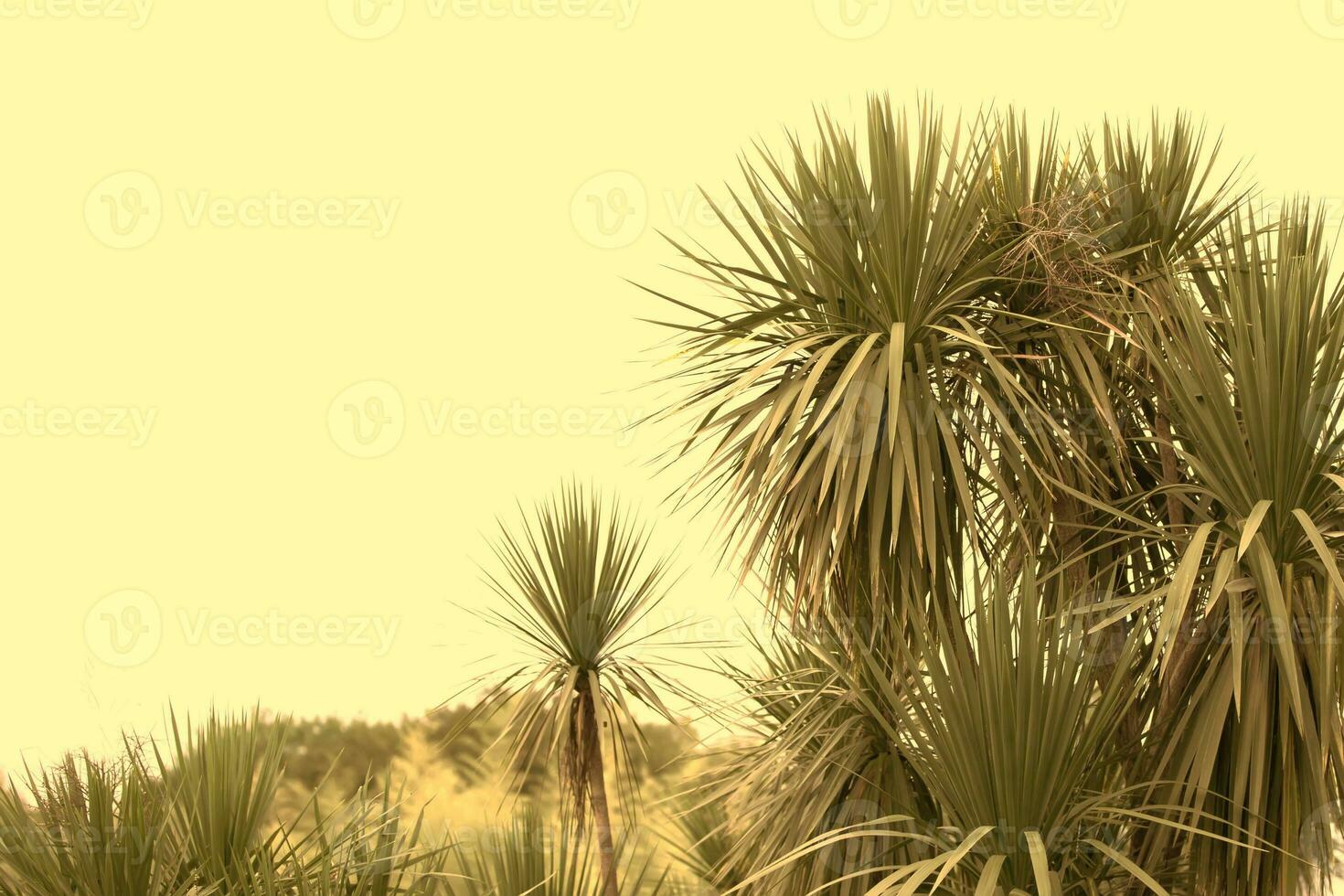 tropisch palm bladeren in beige stoffig toning. exotisch bloemen achtergrond. foto