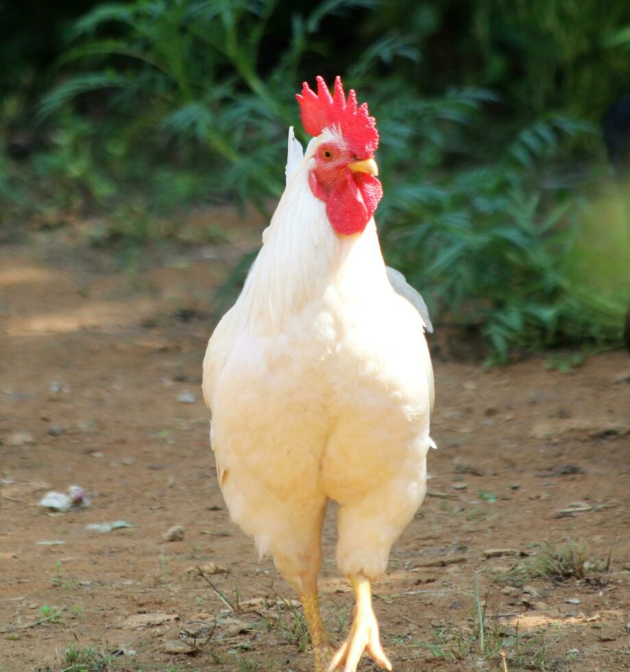 kippen Aan een traditioneel vrij reeks gevogelte biologisch boerderij. foto