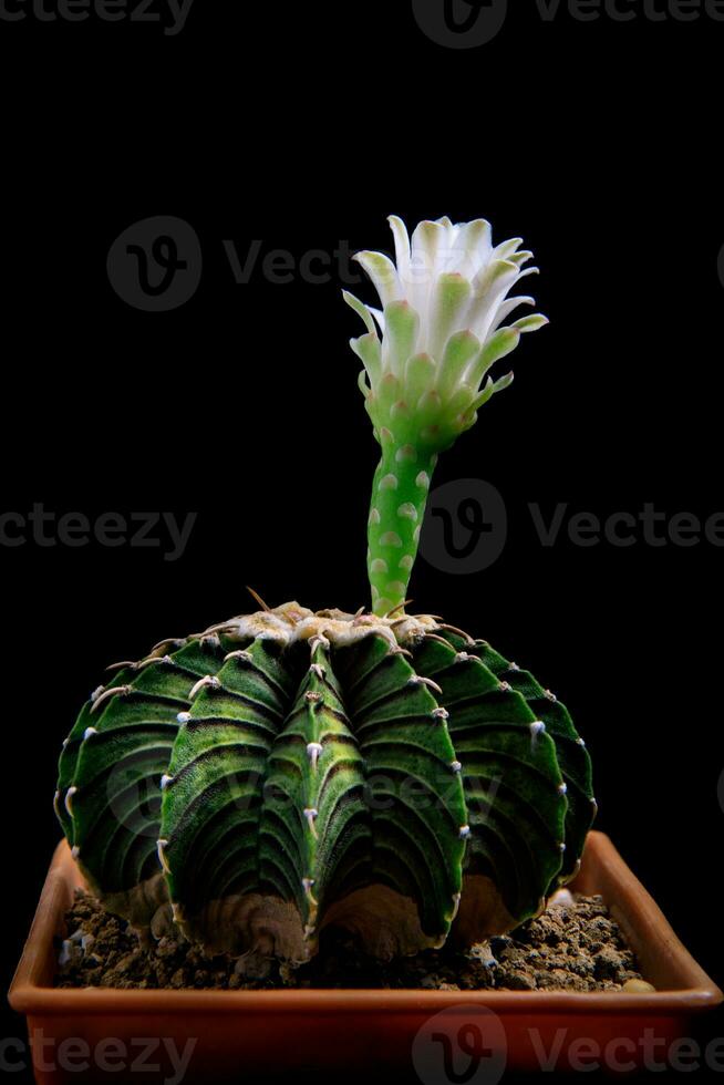 gymnocalycium mihanovichii lb2178 cactus in aanplant pot foto