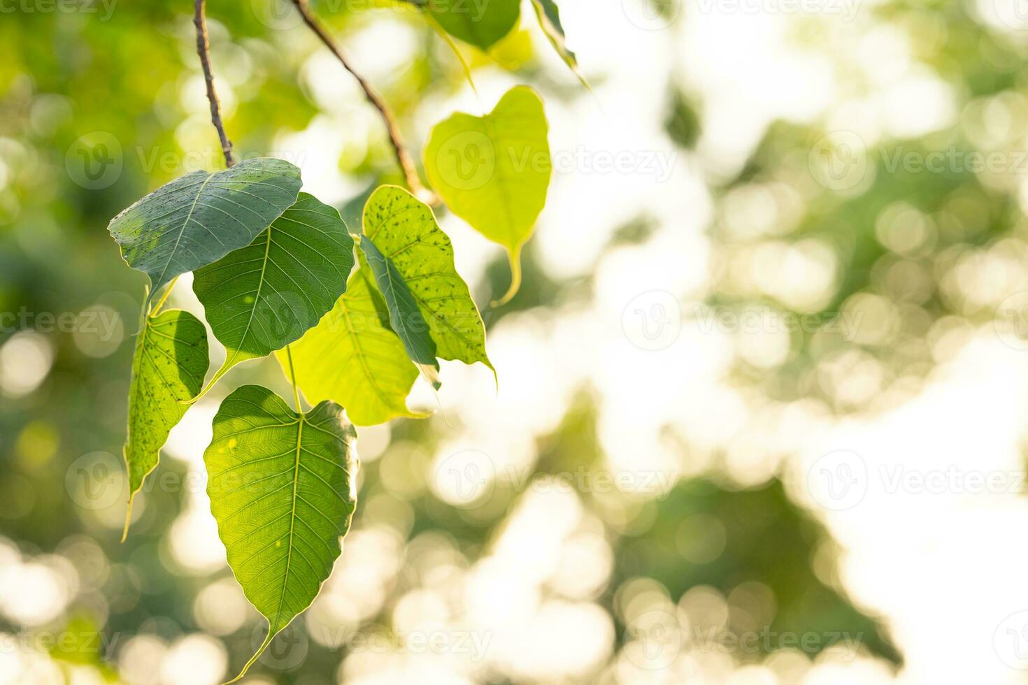 groen bodhi blad achtergrond de boom waar de Boeddha geslaagd weg. dhamma concept achtergrond. foto